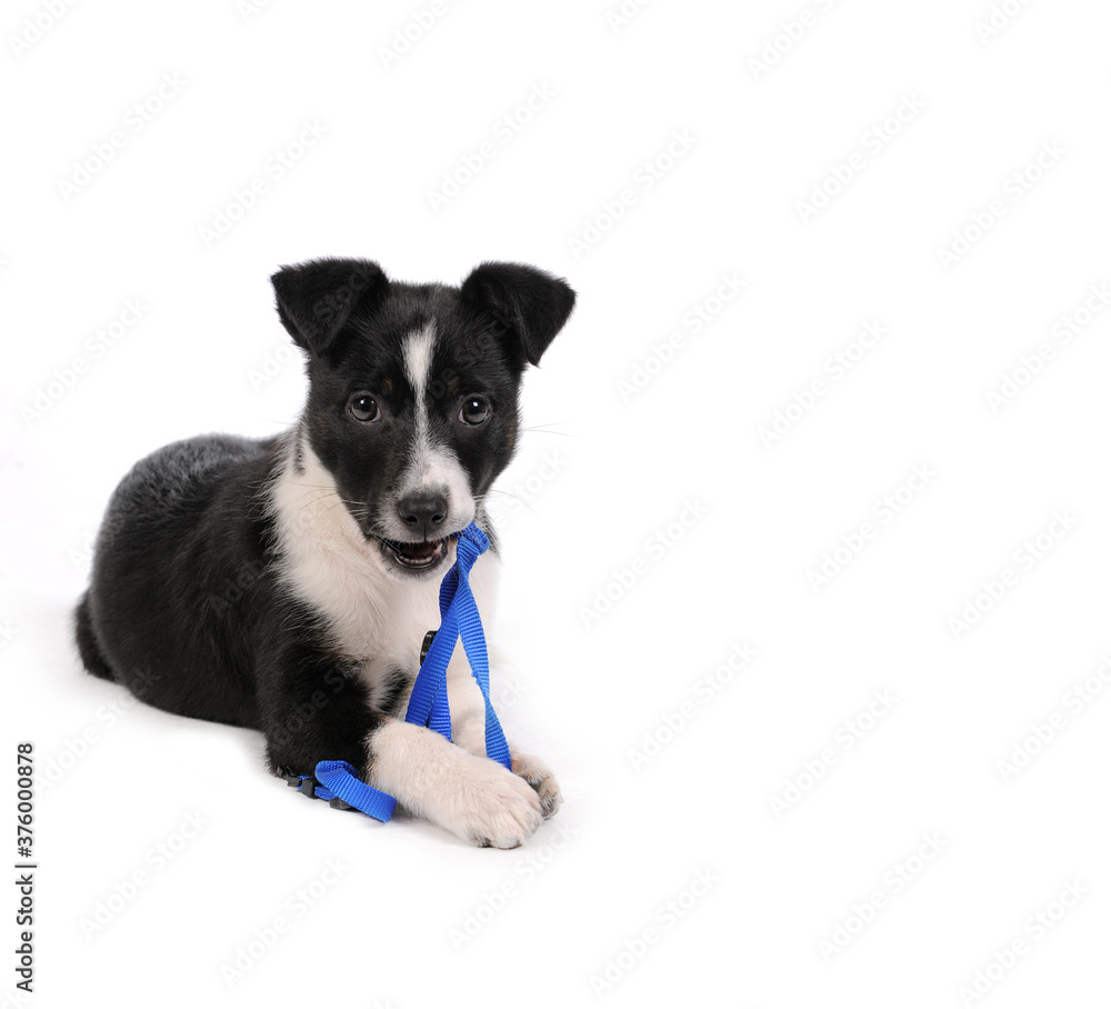 Cute black and white puppy dog lying down playing with blue dog harness 