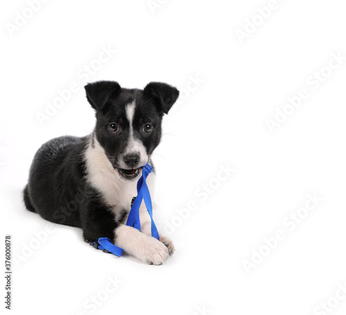 Cute black and white puppy dog lying down playing with blue dog harness 