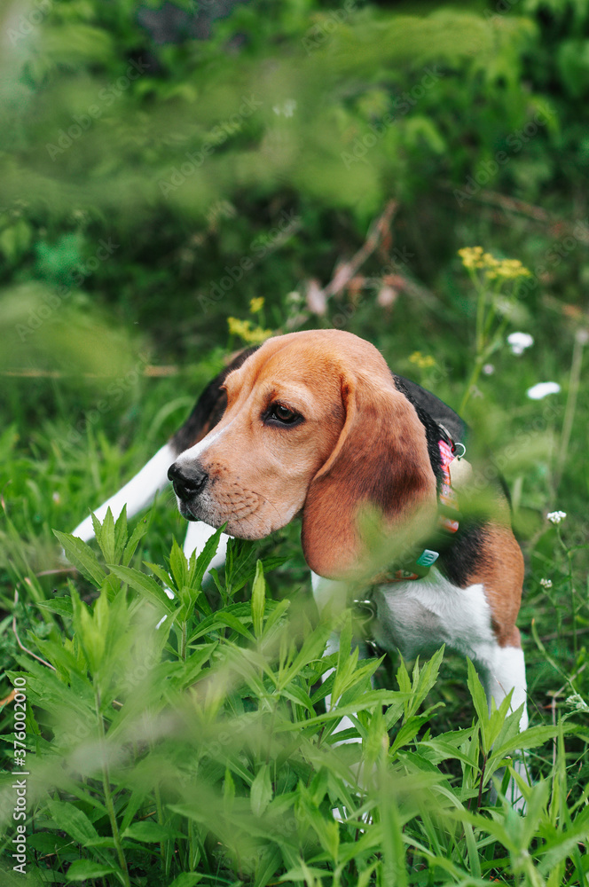 Happy puppy beagle dog having fun in green grass