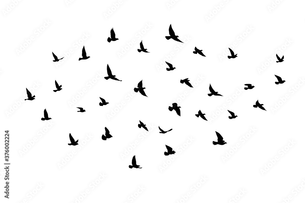 Obraz premium Flying birds silhouettes on white background. Vector illustration. isolated bird flying. tattoo and wallpaper background design.
