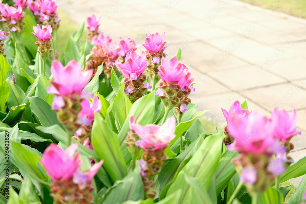 Fototapeta premium siam tulip flower garden field. Curcuma alismatifolia