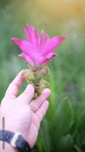 Selective focus beautiful pink flower (Siam Tulip) blossom in the nature   with sunlight background and hand touching 