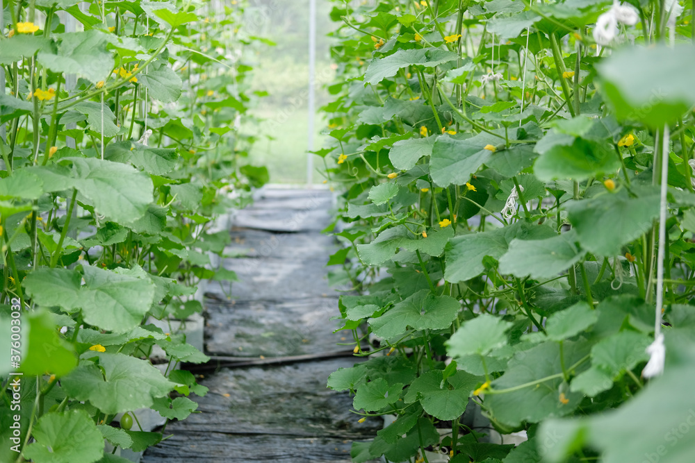 melon plant growing in green house in farm melon plant growing in green house in farm