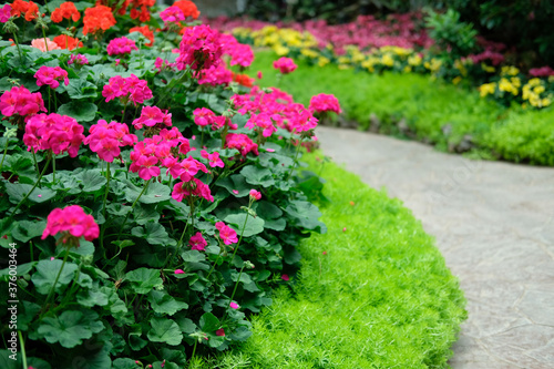 blooming flower plant in garden park