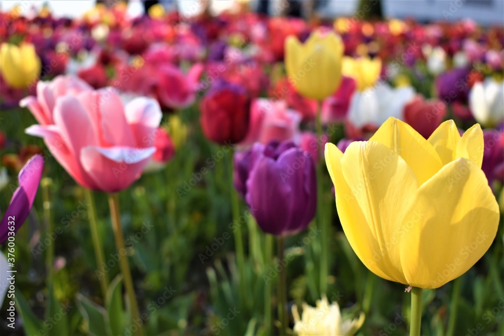 Beautiful yellow, pink, purple, red, and white tulips are in full blossom in a green field