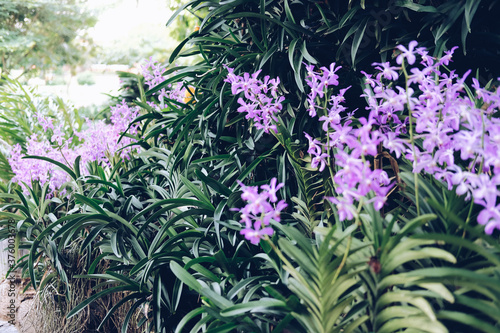 Fototapeta Naklejka Na Ścianę i Meble -  green leaves of purple orchid flower decorating in garden