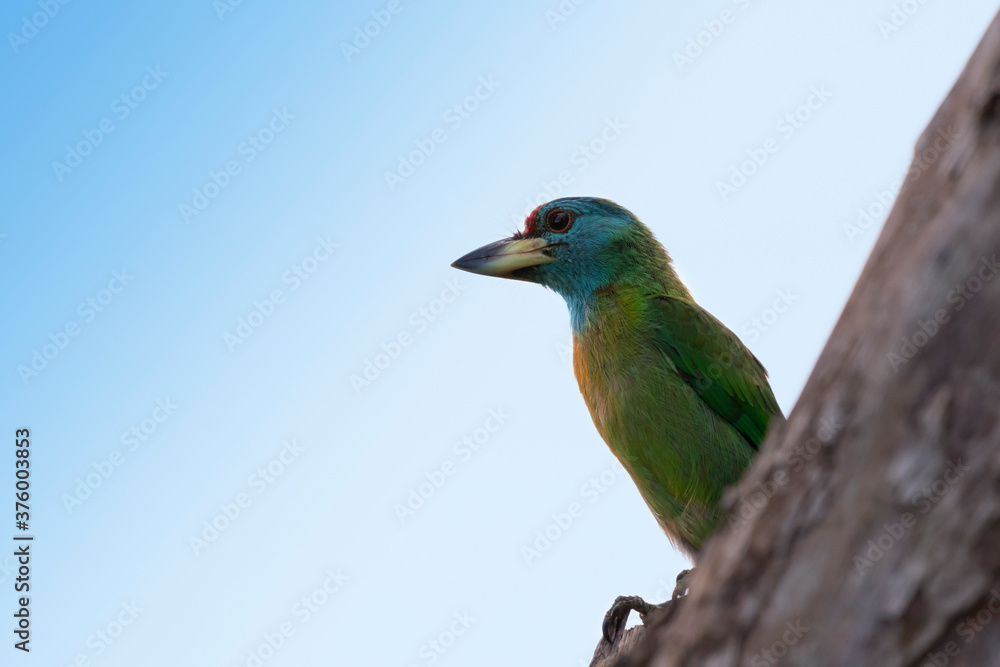 BLUE THROATED COPPERSMITH BARBET
