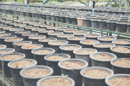 soil & fertilizer in planting pot for growing plant seedling in farm