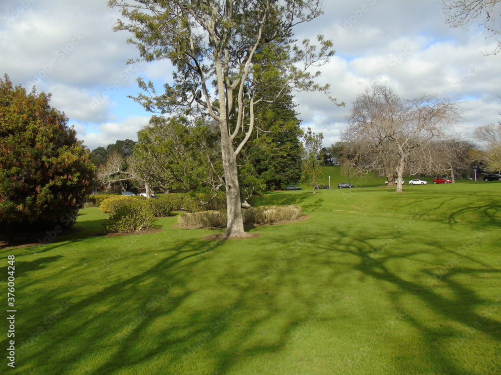 Naklejka premium trees in the park