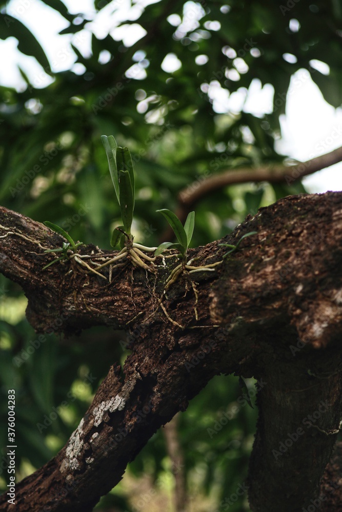 Fototapeta premium tree in the forest