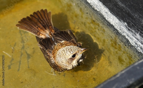 Eurasian wryneck has fallen into a plastic container of water and cannot get out of it