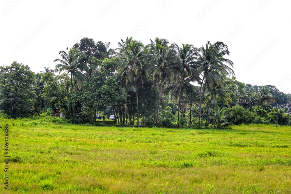 rice field in India rice field in India