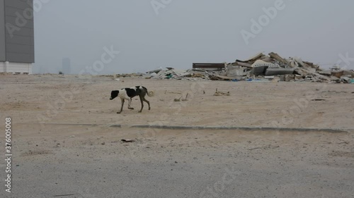 sick emaciated dog. view of a neglected Arab settlement.  the concept of poverty and devastation.