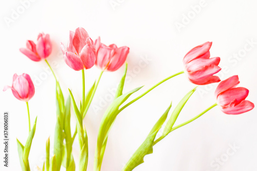 Fototapeta Naklejka Na Ścianę i Meble -  Pink Tulips on White Background