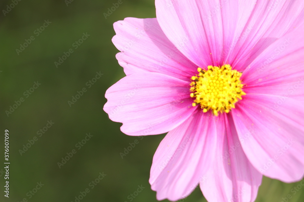 Fototapeta premium pink daisy flower