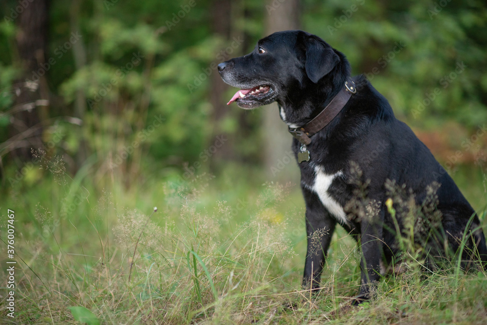 Beautiful black lambrador retriever sitting on the grass in the forest. Beautiful black lambrador retriever sitting on the grass in the forest.