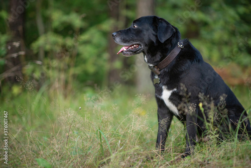 Beautiful black lambrador retriever sitting on the grass in the forest.