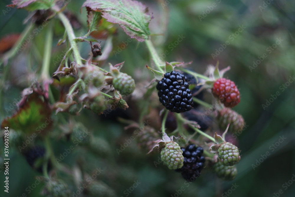 Ripe and not ripe berries on a branch Ripe and not ripe berries on a branch