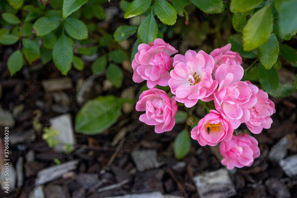 Fototapeta premium Small rose flowers with blurred green background blooming in the garden. Summer time