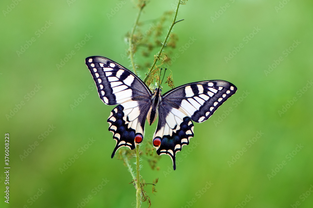 Wonderful butterfly Papilio machaon on the flower spread its wings on a summer day