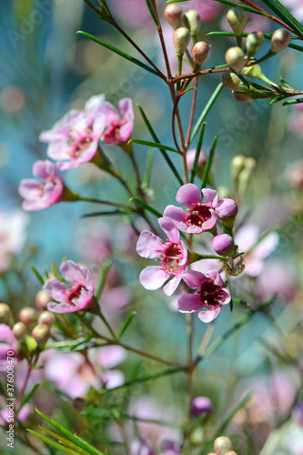 Pink flowers of an Australian native Geraldton Wax cultivar, CWA Pink, Chamelaucium uncinatum, family Myrtaceae, endemic to Western Australia. Winter and spring flowering