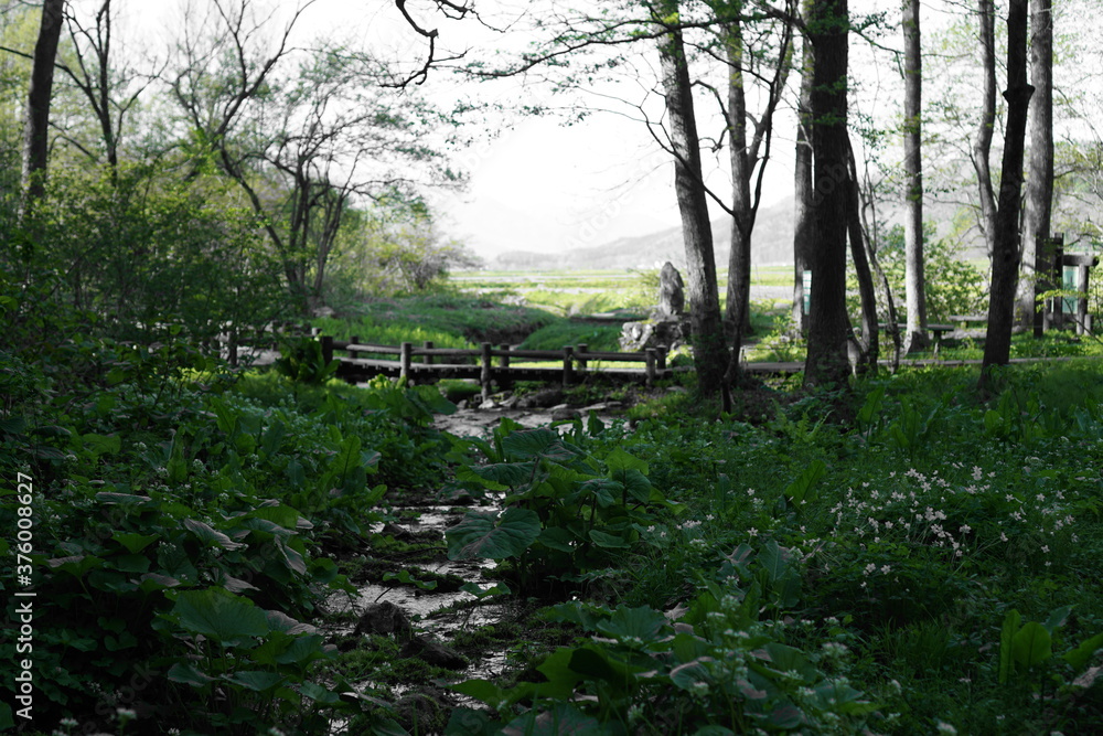Obraz premium nature of forests with flowers and plants in Japanese alps, Hakuba Japan