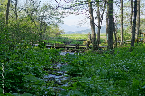 nature of forests with flowers and plants in Japanese alps, Hakuba Japan © Hirotsugu