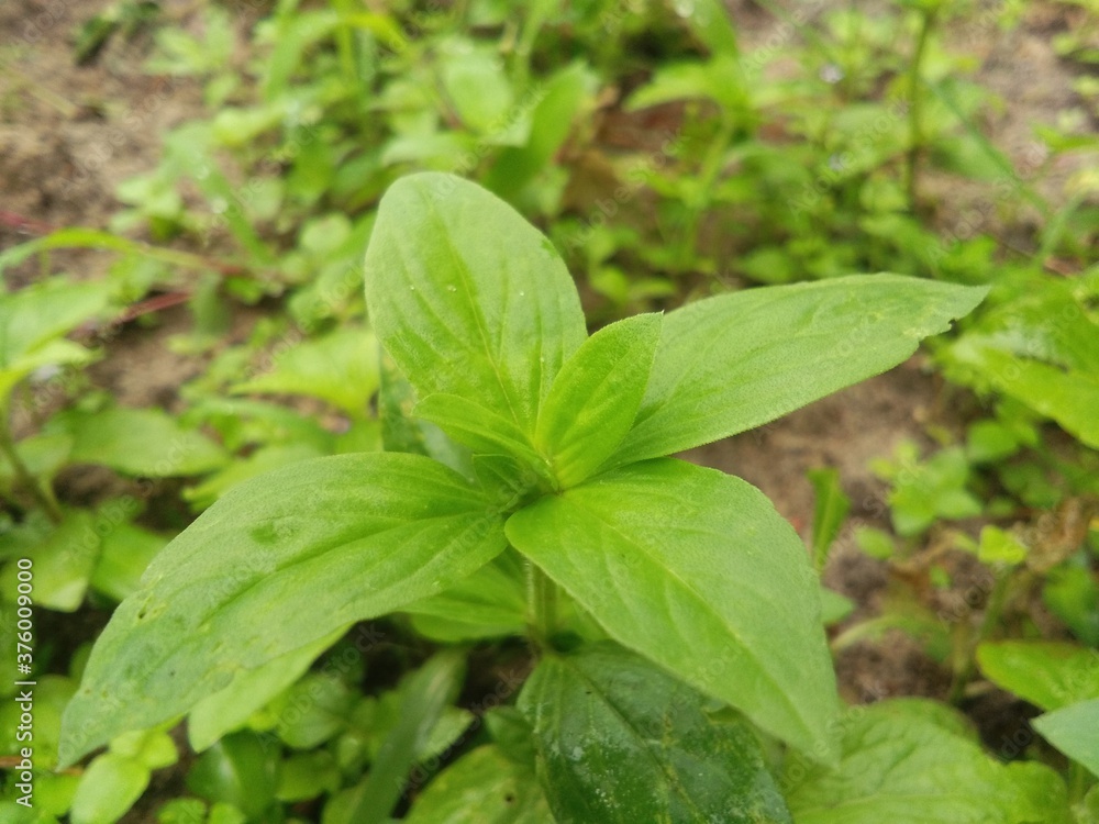 mint leaves in the garden mint leaves in the garden