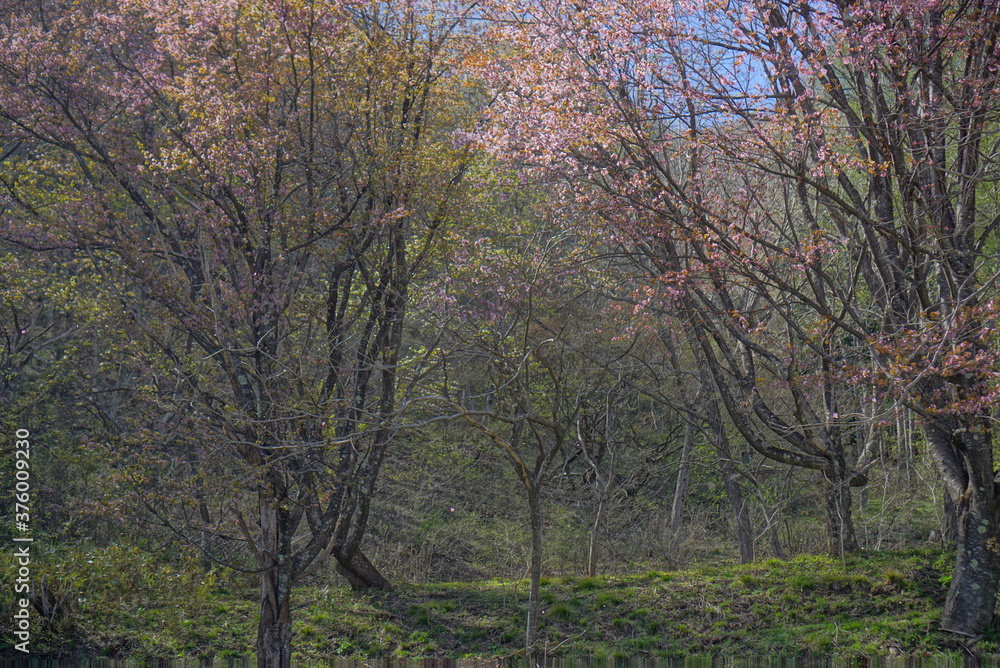 Sakura in the mountain with the lake in Japan