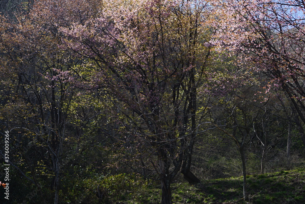 Obraz premium Sakura in the mountain with the lake in Japan