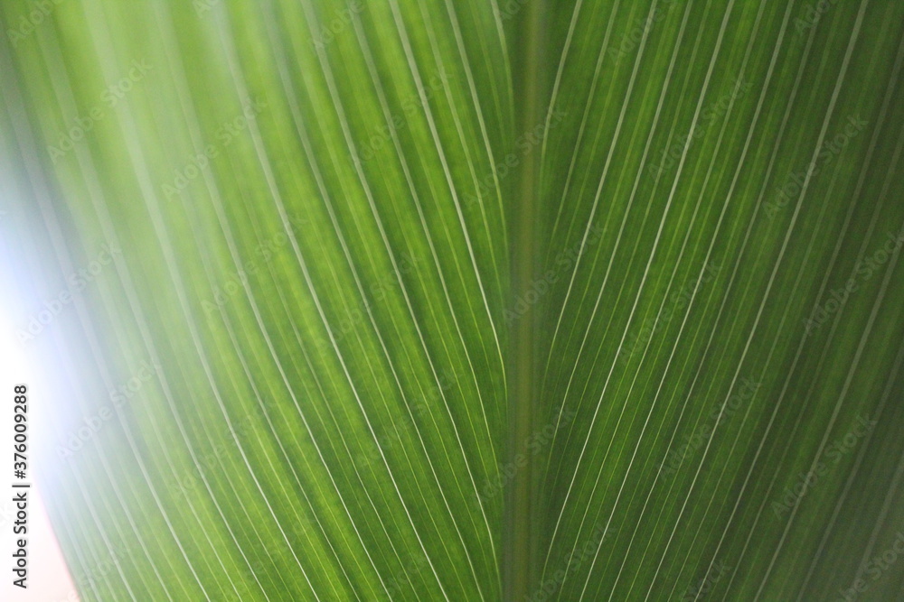 green leaf texture green leaf texture