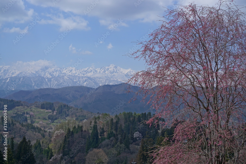 Blooming sakura cherry trees in front of Japanese Alps, Hakuba, Japan Blooming sakura cherry trees in front of Japanese Alps, Hakuba, Japan