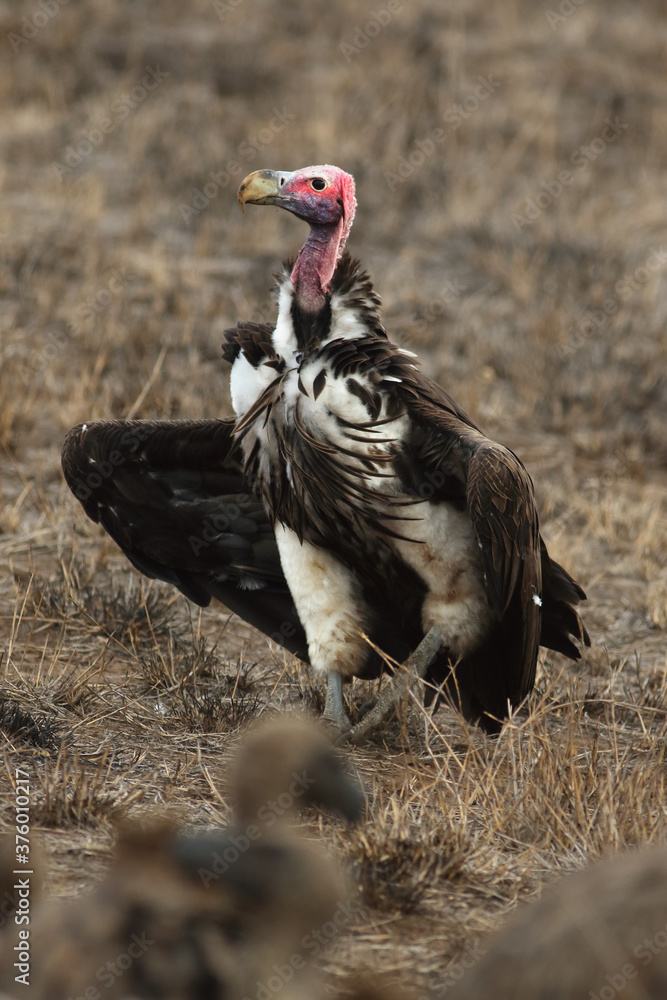 Fototapeta premium The lappet-faced vulture or Nubian vulture (Torgos tracheliotos) running the carcass on dry brown ground