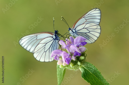 Foto Two butterflies Aporia crataegi on a field flower in the early morning waiting f