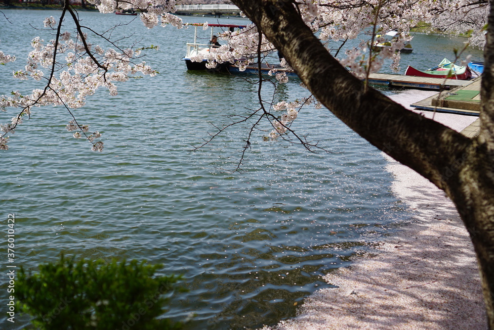 Full bloom Sakura - Cherry Blossom at Garyu park, Nagano in Japan Full bloom Sakura - Cherry Blossom at Garyu park, Nagano in Japan