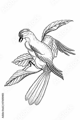 illustration oiseau photo