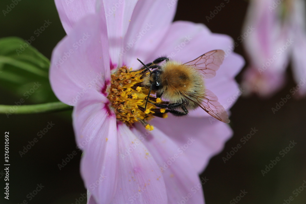 Ackerhummel - Bombus pascuorum an einer Blüte Ackerhummel - Bombus pascuorum an einer Blüte