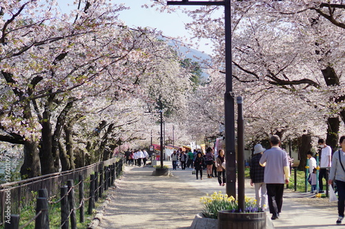 Full bloom Sakura - Cherry Blossom at Garyu park, Nagano in Japan
