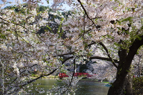 Fototapeta Naklejka Na Ścianę i Meble -  Full bloom Sakura - Cherry Blossom at Garyu park, Nagano in Japan