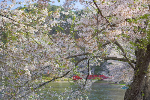 Fototapeta Naklejka Na Ścianę i Meble -  Full bloom Sakura - Cherry Blossom at Garyu park, Nagano in Japan