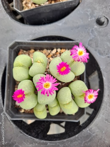 Wallpaper Mural succulent  plant flowers Torontodigital.ca