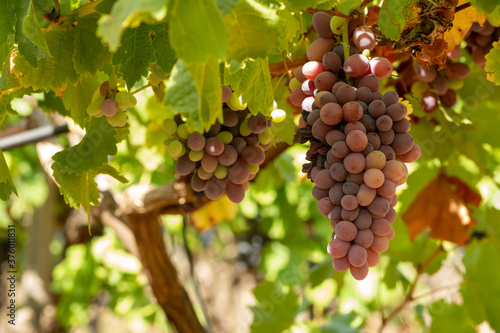 Wallpaper Mural Horizontal View of Colored White and Red Grapes Plantation on Blurred Background Torontodigital.ca