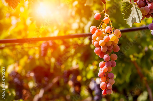 Horizontal View of Colored White and Red Grapes Plantation with Sun Flare on Blurred Background
