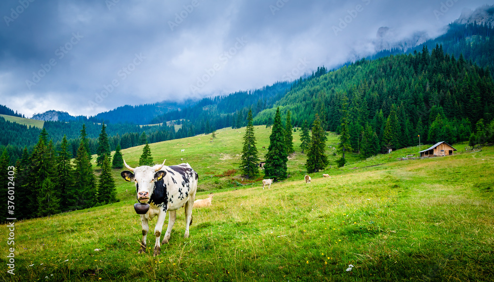 Fototapeta premium Mountains scenery in Romania.