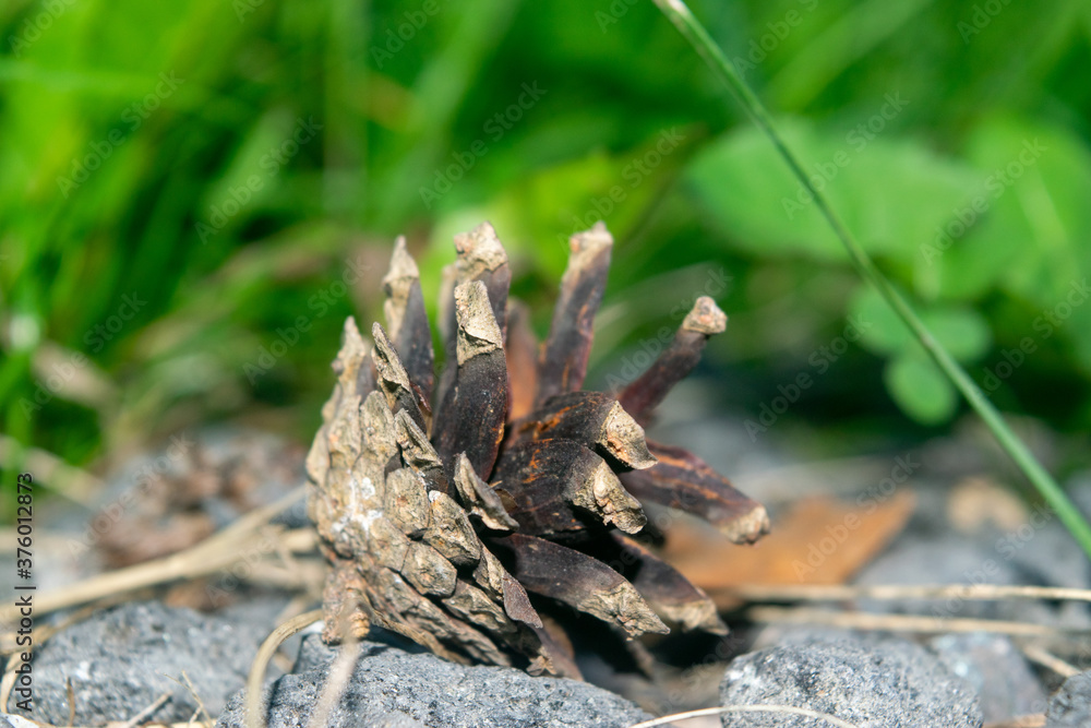 An old dried pine cone that fell from a pine tree lies on the ground against a background of green grass. Close up. An old dried pine cone that fell from a pine tree lies on the ground against a background of green grass. Close up.