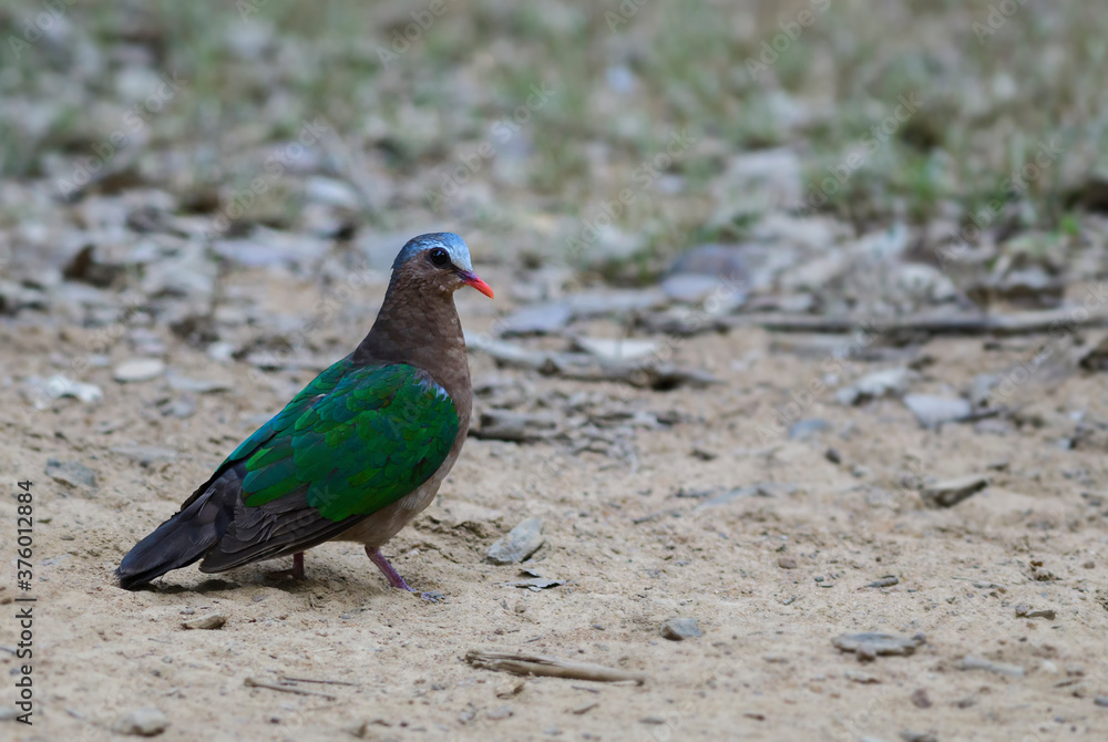 Emerald Dove - Chalcophaps indica, beautiful colored pigeon from Asian forests, Sri Lanka.