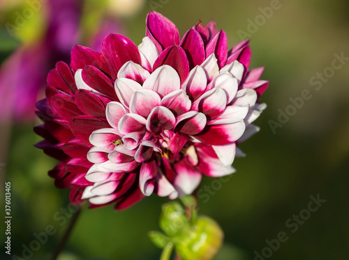 Rebecca's world Dahlia. The dark purple base and white tips contrast effectively with each other.