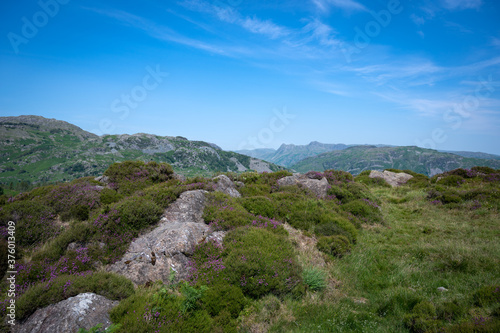heather on holme fell overlooking the langdale pikes