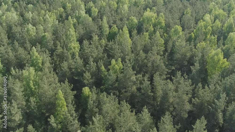 Aerial forward flight with tilt over mixed forest on a sunny summer day Aerial forward flight with tilt over mixed forest on a sunny summer day