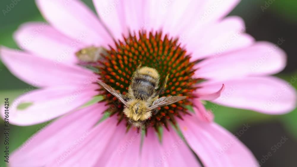 Bumblebee on a Echinacea flower Bumblebee on a Echinacea flower
